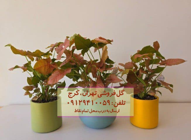 سینگونیوم صورتی برای تزئین باغچه‌های داخلی