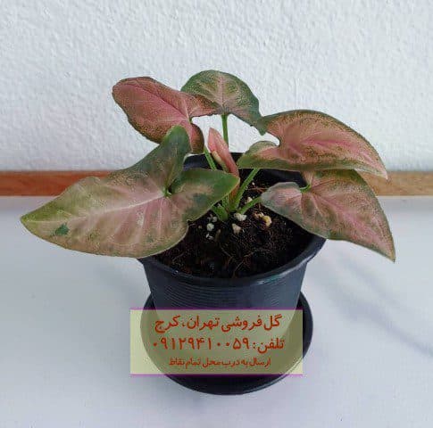 سینگونیوم صورتی برای چیدمان در گلدانهای دیواری