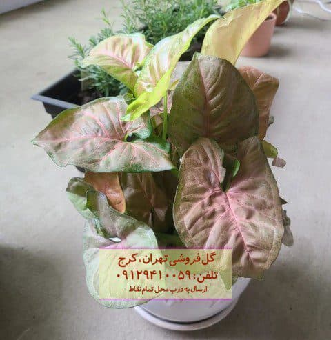 فروش سینگونیوم صورتی برای تزئین فضای پذیرایی شیک