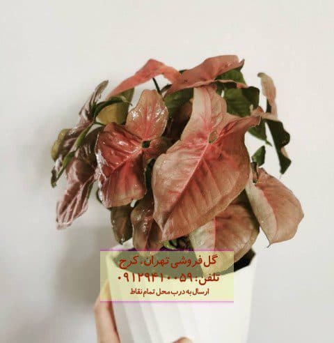 سینگونیوم صورتی برای زیباسازی اتاق نشیمن