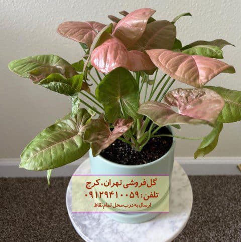 فروش سینگونیوم صورتی برای دکوراسیون فضاهای هنری