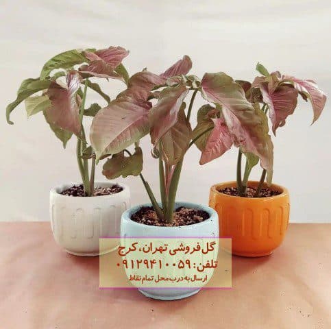 سینگونیوم صورتی برای زیباسازی فضاهای درمانی