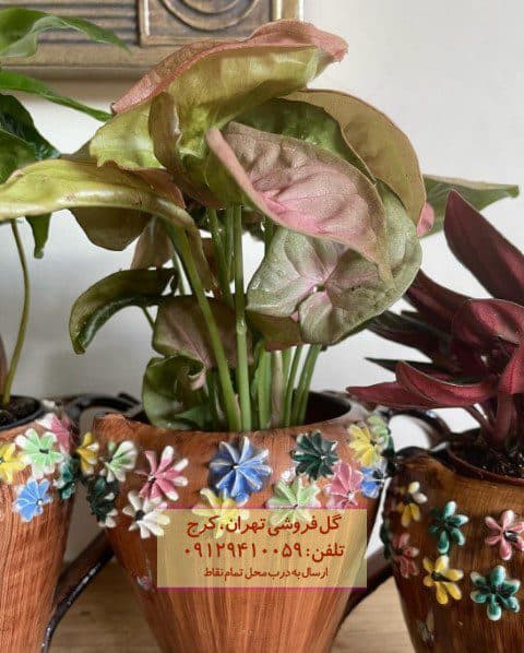 سینگونیوم صورتی مناسب برای طراحی فضای باز