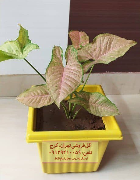 فروش سینگونیوم صورتی برای زیباسازی مطب