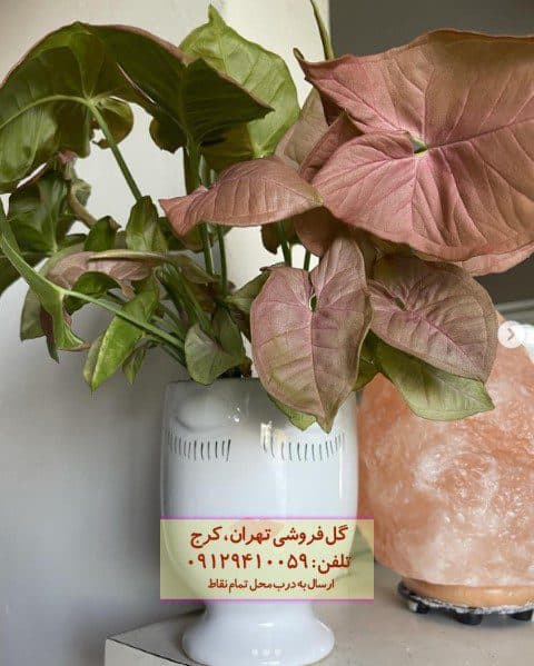 سینگونیوم صورتی مناسب برای دکوراسیون ویترین مغازه‌ها