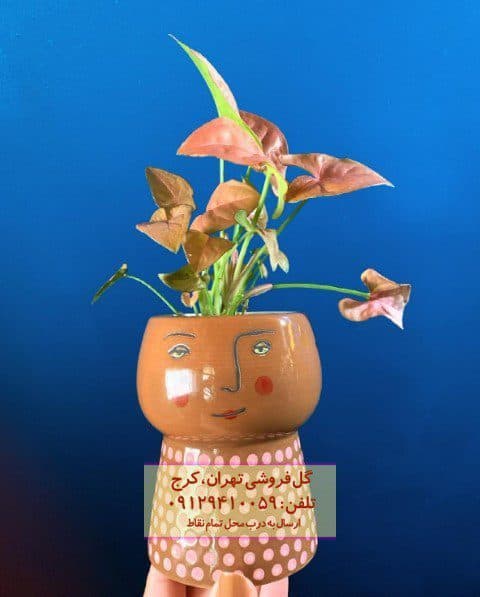 فروش سینگونیوم صورتی برای تزئین اتاق کار