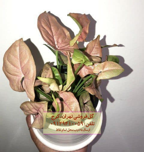 سینگونیوم صورتی برای چیدمان گلدانهای داخلی