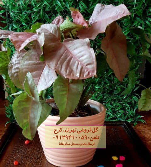 فروش سینگونیوم صورتی برای تزئین گلدان‌های پایه بلند
