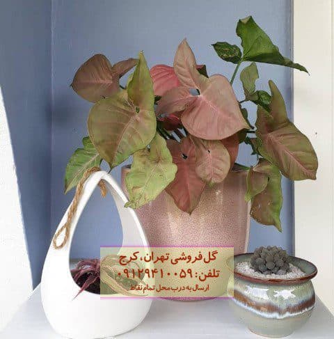 فروش سینگونیوم صورتی برای دکوراسیون منزل