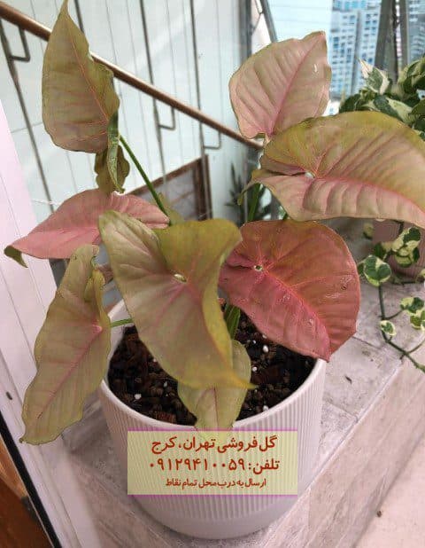 فروش سینگونیوم صورتی برای طراحی فضای عمومی