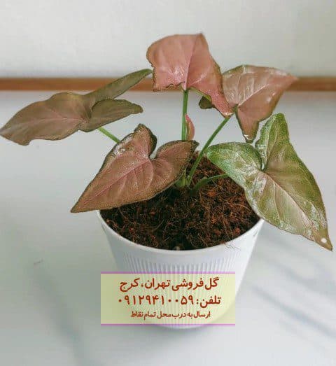سینگونیوم صورتی برای تزئین فضای داخل مغازه‌ها