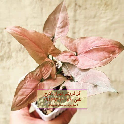 فروش سینگونیوم صورتی برای تزئین پاسیو