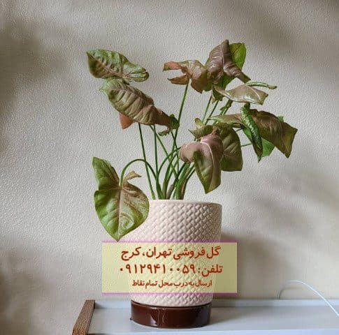 سینگونیوم صورتی برای دکوراسیون آشپزخانه