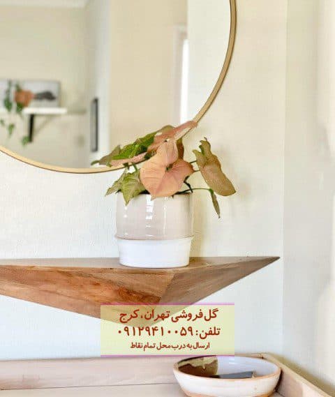 سینگونیوم صورتی برای زیباسازی فضای ورودی خانه