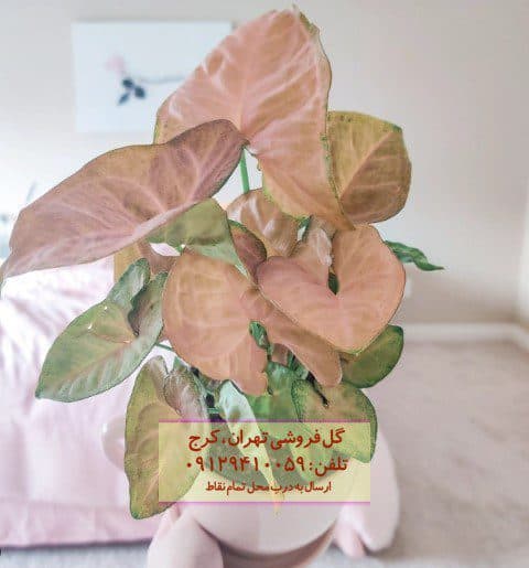 سینگونیوم صورتی برای زیباسازی اتاق مطالعه