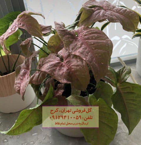 سینگونیوم صورتی برای دکوراسیون فضاهای زیبا و شیک