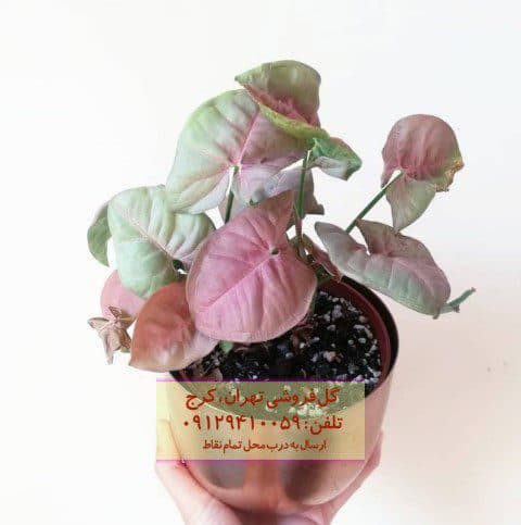 فروش سینگونیوم صورتی برای تزئین دیوارهای داخلی خانه