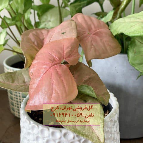 فروش سینگونیوم صورتی برای تزئین فضای خانگی و اداری