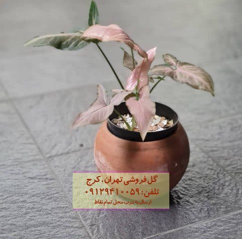 سینگونیوم صورتی مناسب برای تزئین فضای باز کوچک