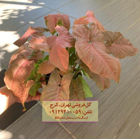 سینگونیوم صورتی برای طراحی فضای پذیرایی