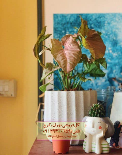 سینگونیوم صورتی برای تزئین اتاق خواب