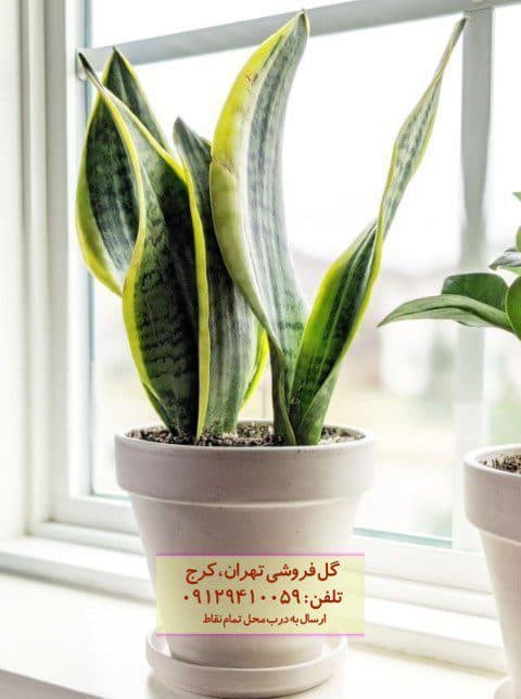 فروش سانسوریا برای زیباسازی فضاهای تجاری