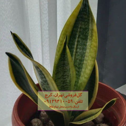 سانسوریا مناسب برای فضای سبز داخلی