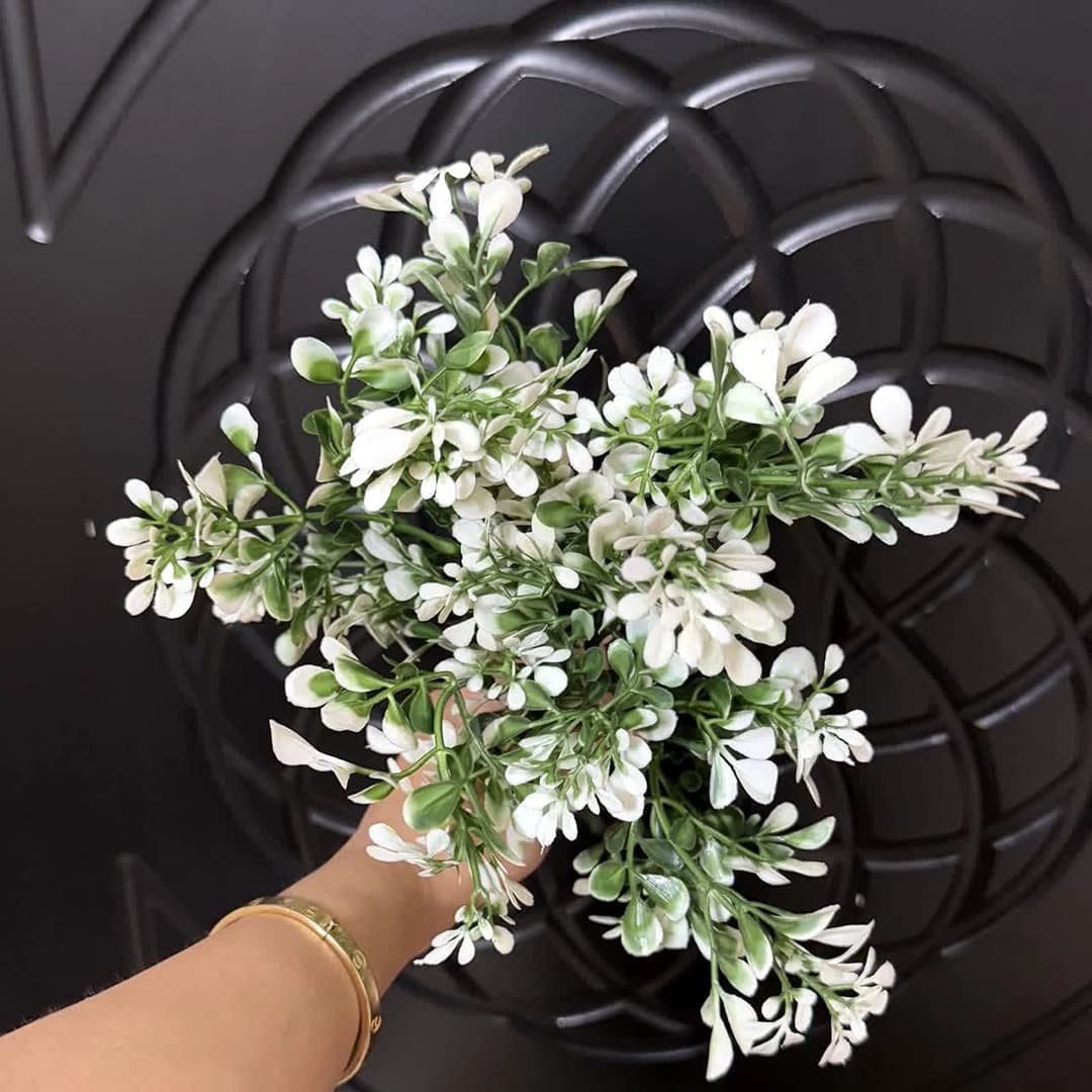 بوته ی لبه سفید — تصویر ۲
