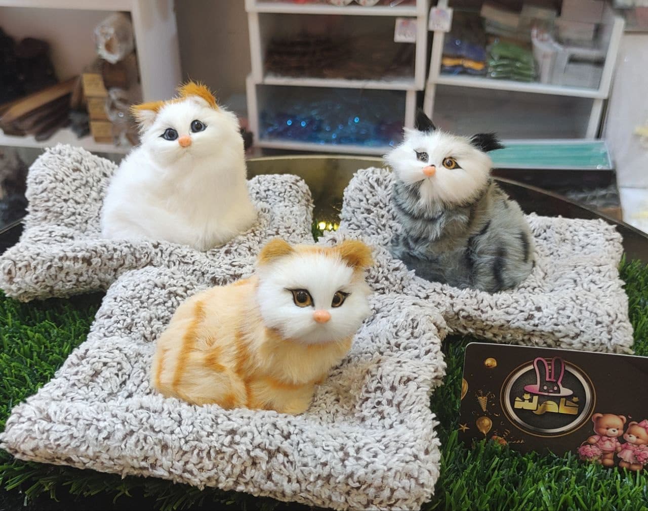 گربه شنی نقلی