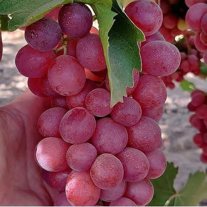 انگور قرمز بی دانه