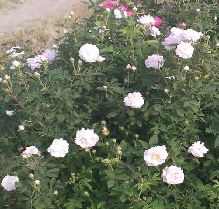 نهال گل محمدی سفید