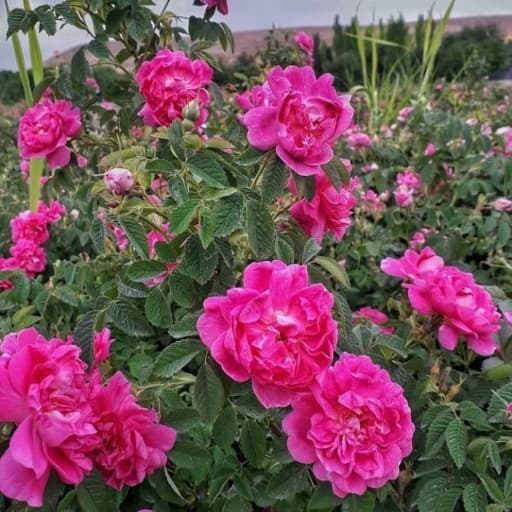 نهال گل محمدی بدون خار(10عدد)