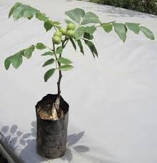 نهال گردو فرنور سردسیر