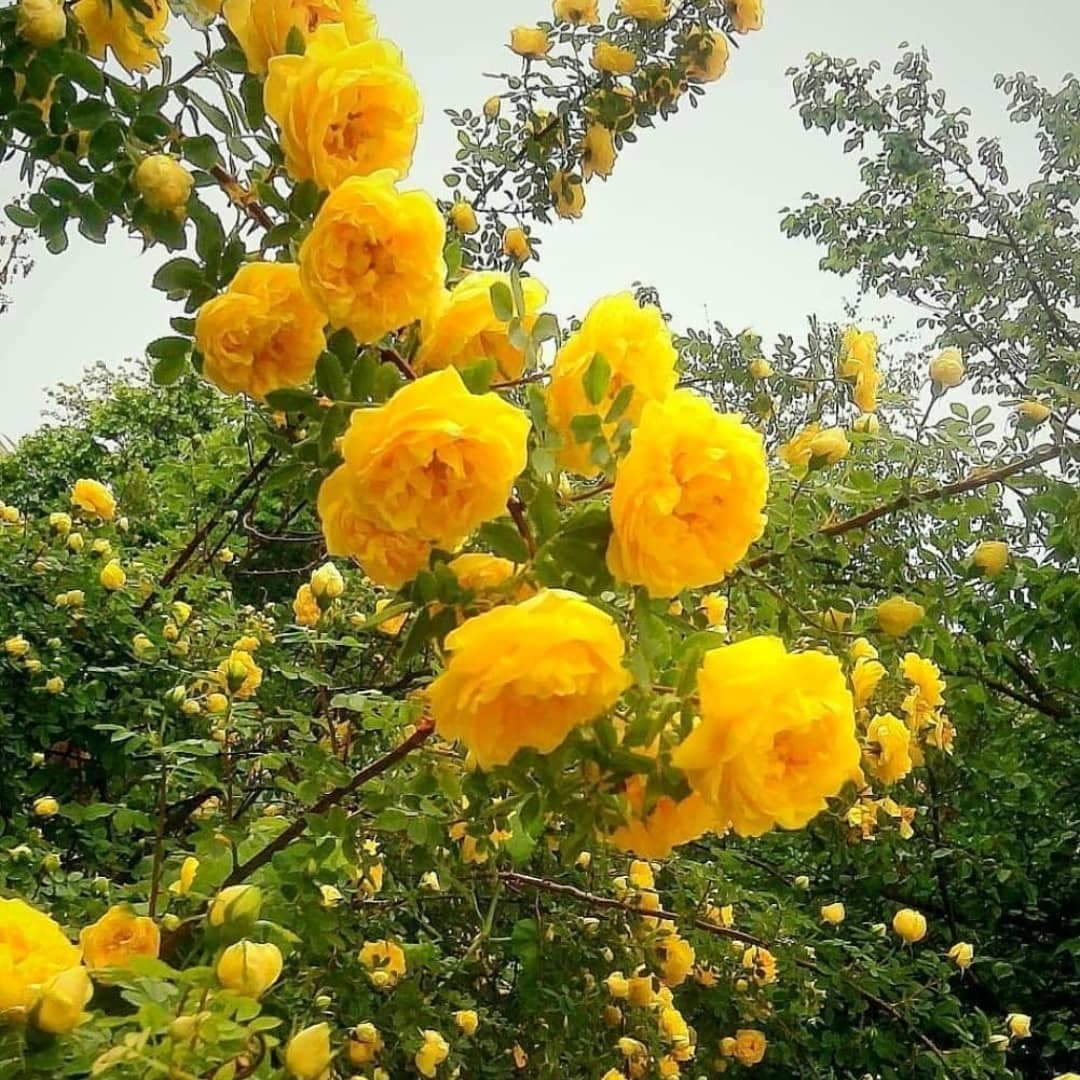 نهال گل محمدی زرد
