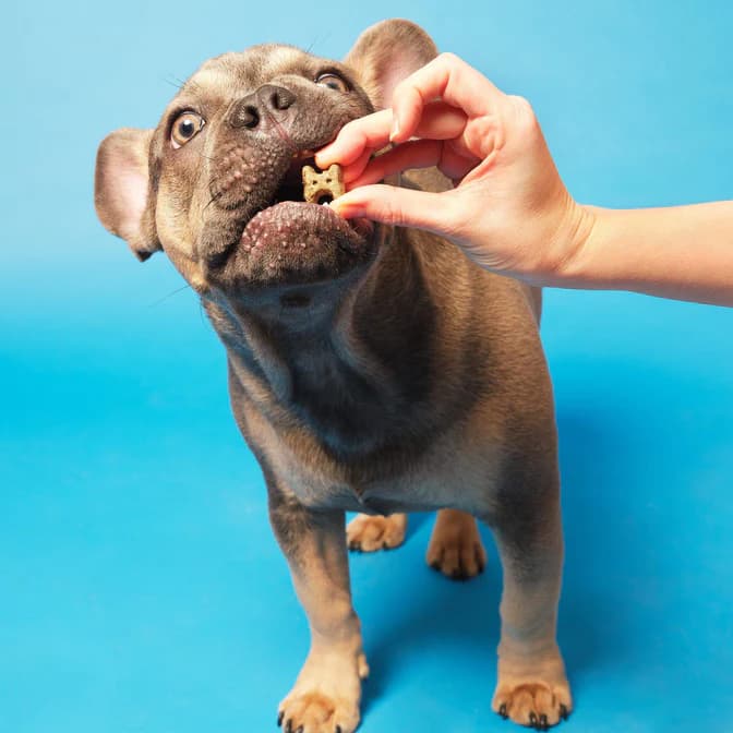 تشویقی سگ پوچ اند مات | سلامت گوارش حساس | Pooch & Mutt Dog Treats — تصویر ۴