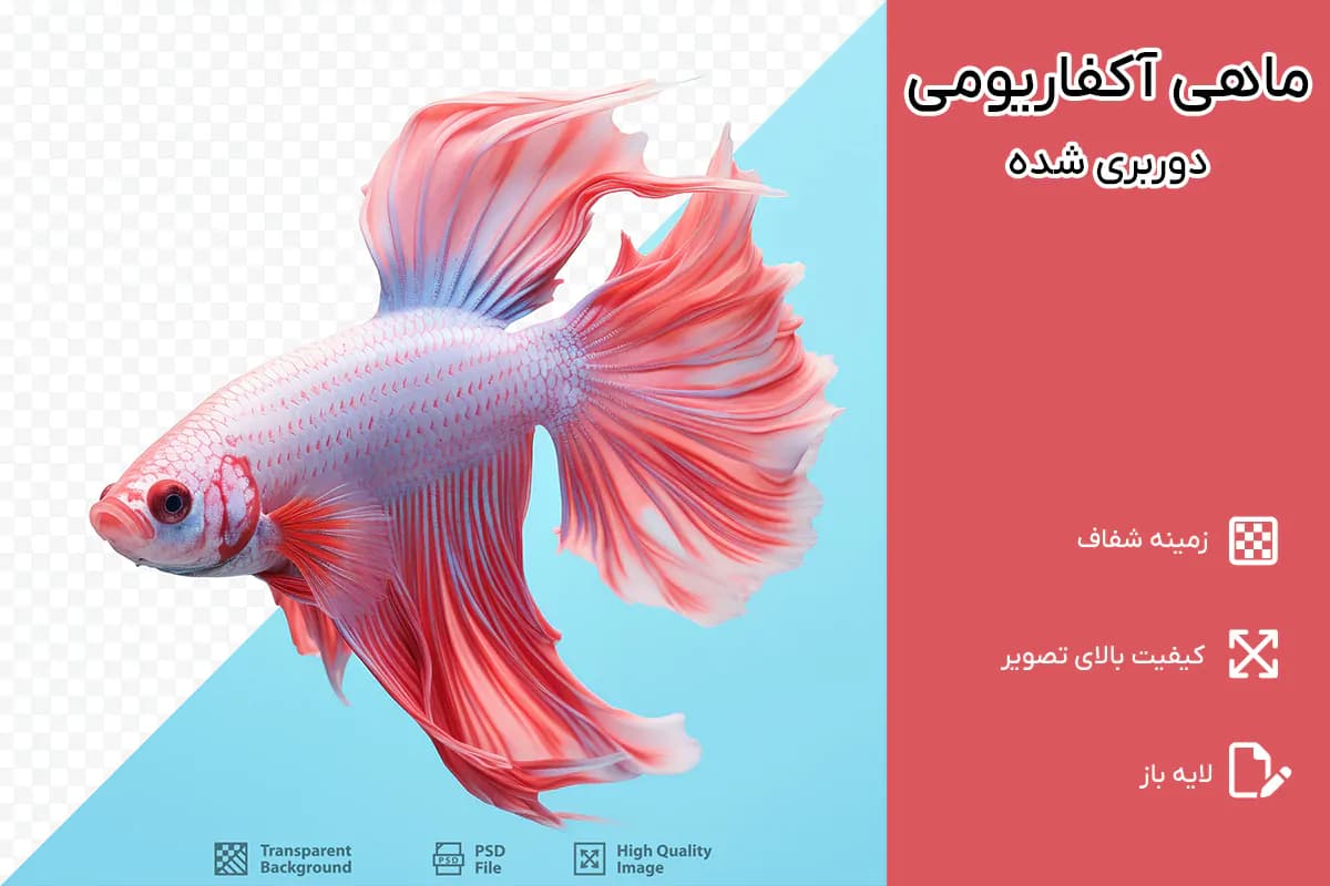 PNG ماهی آکواریومی فایتر