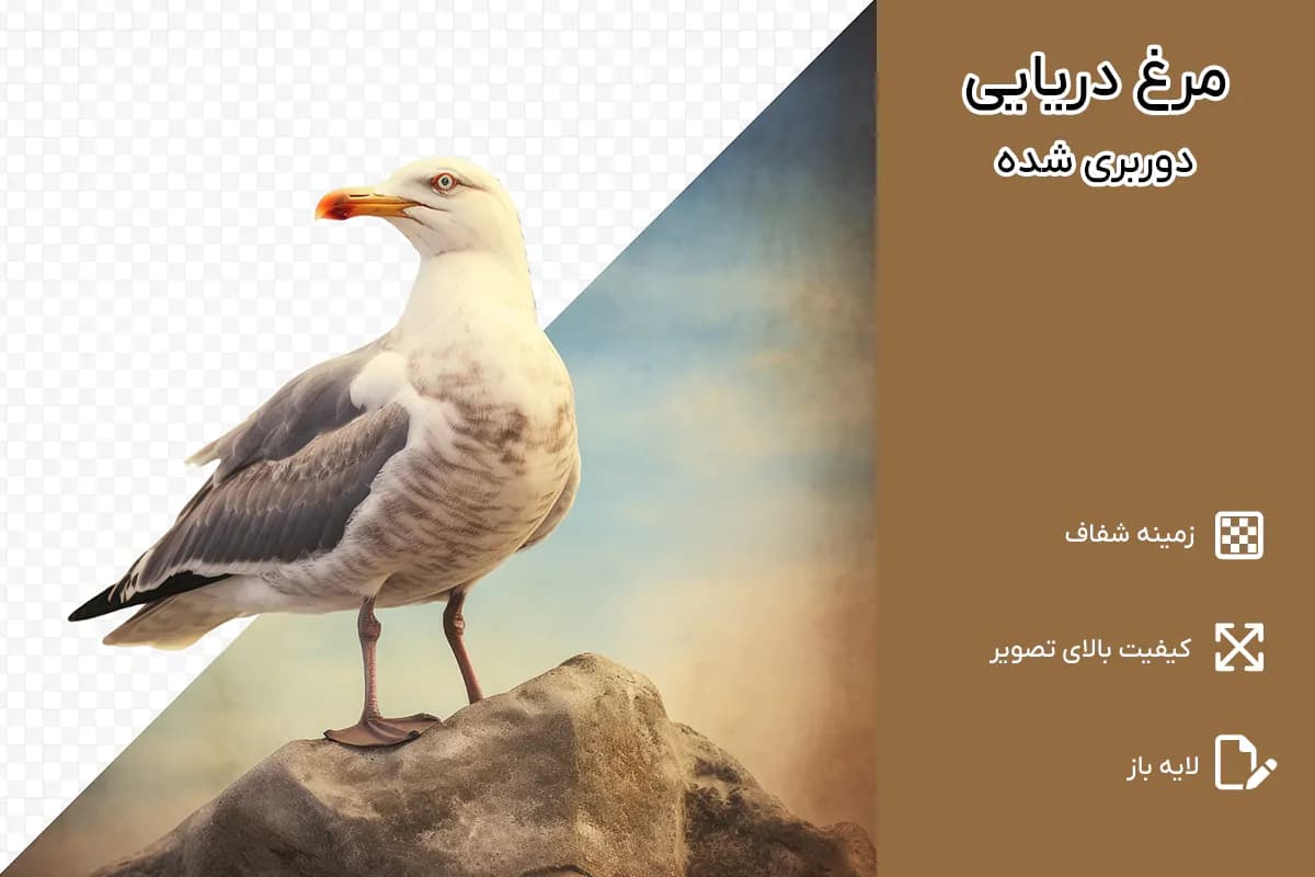 PNG مرغ دریایی دوربری شده روی تخته سنگ — تصویر ۲