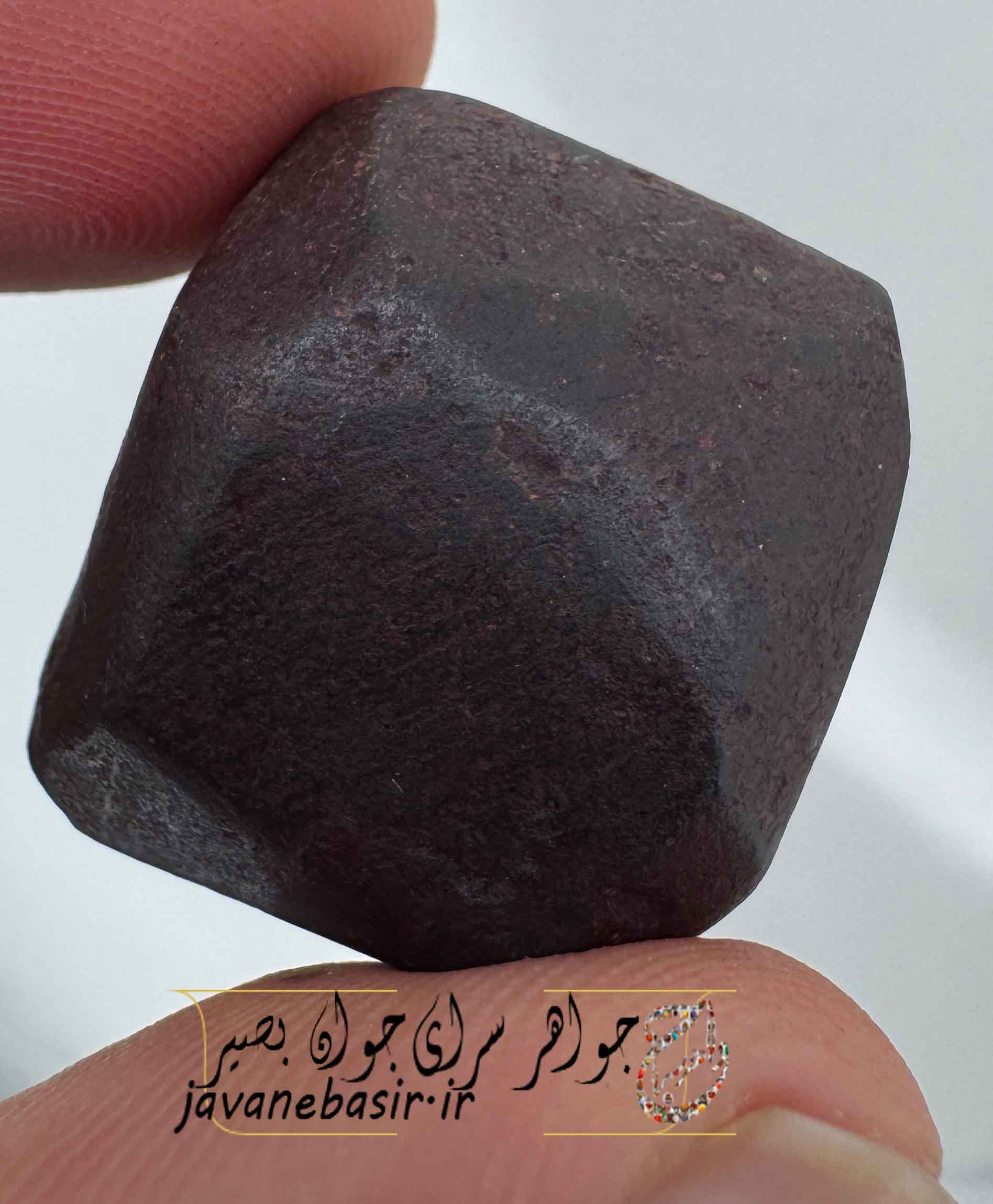 هبهاب خونی مغربی به صورت راف
