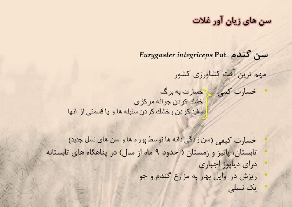 دانلود جزوه تخصصی آفات ، بیماری ها و علف های هرز — تصویر ۴