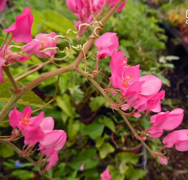 بذر پیچک مکزیکی بسته 3 عددی
