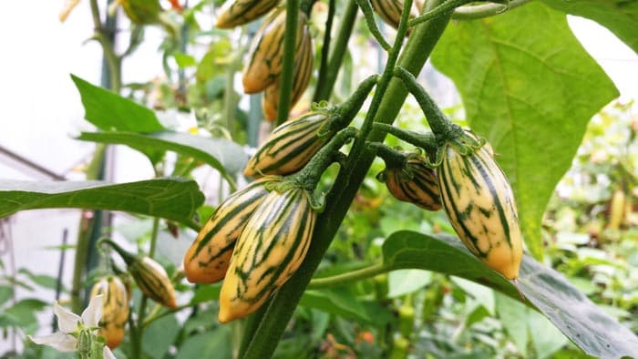 بذر بادمجان توگا مکزیکی بسته 20 عددی — تصویر ۳