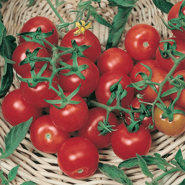 بذر گوجه فرنگی چری درشت خوشه ای بسته 50 عددی