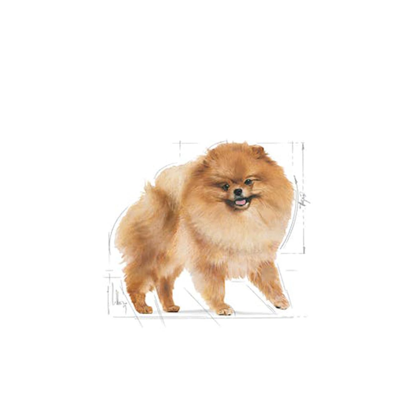 غذای خشک سگ پامرانین ادالت رویال کنین 1/5 کیلوگرم Royal Canin Pomeranian Adult Dry Dog Food — تصویر ۶