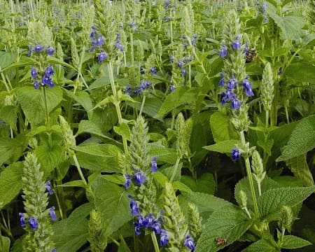 بذر چیا بسته ۲۵ عددی