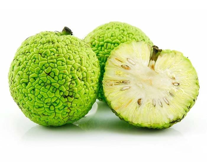 بذر درخت توت آمریکایی بسته 3 عددی