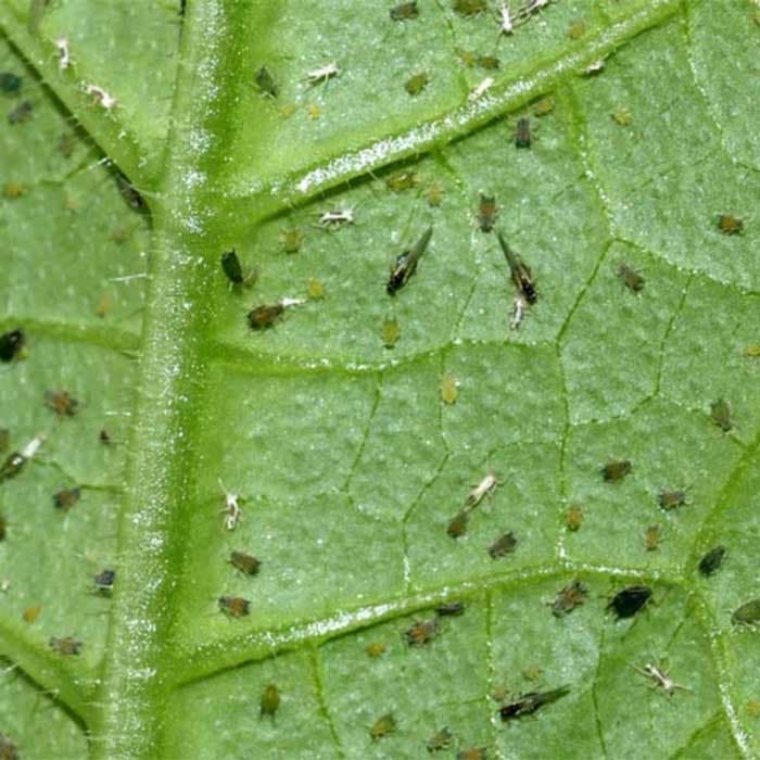 سم کنه کش آبامکتین — تصویر ۴