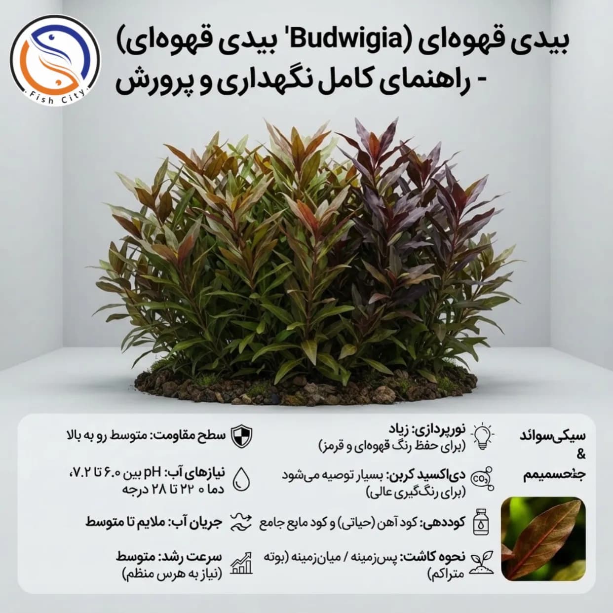 گیاه بیدی قهوه ای