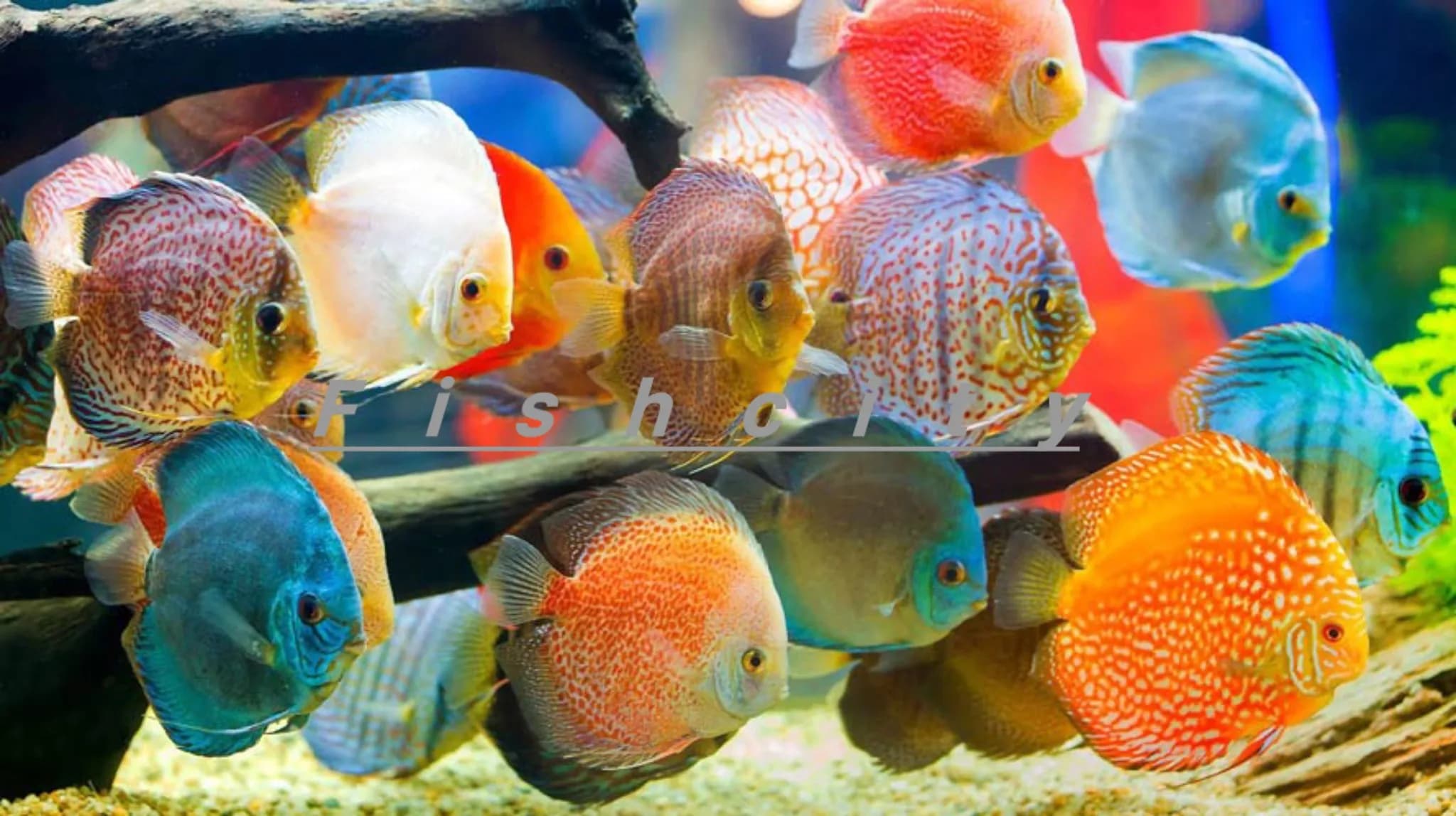 ماهی دیسکس مختلف سایز 5اینچ
