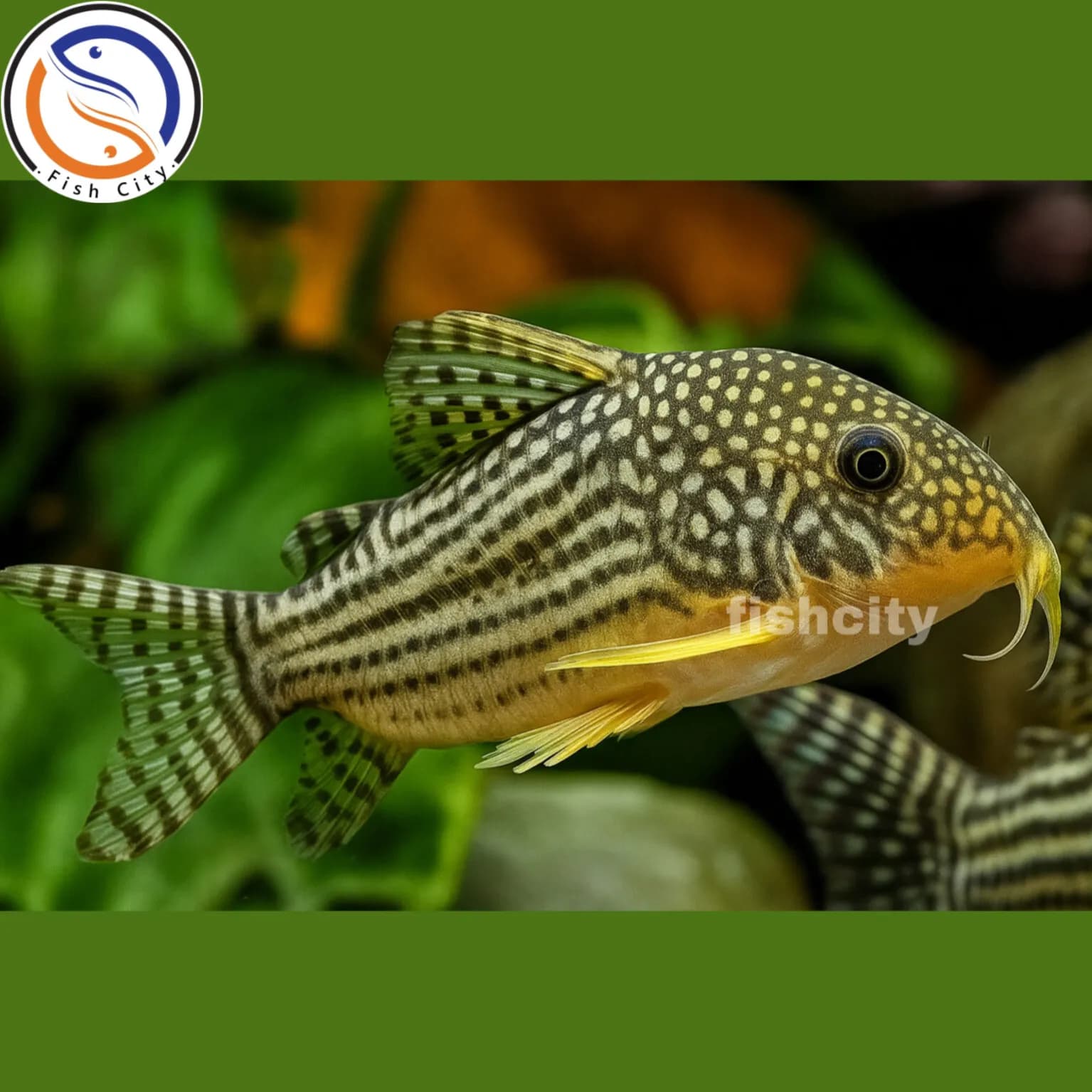 ماهی کوریدوراس استربای سایز 5-6 سانت — تصویر ۲