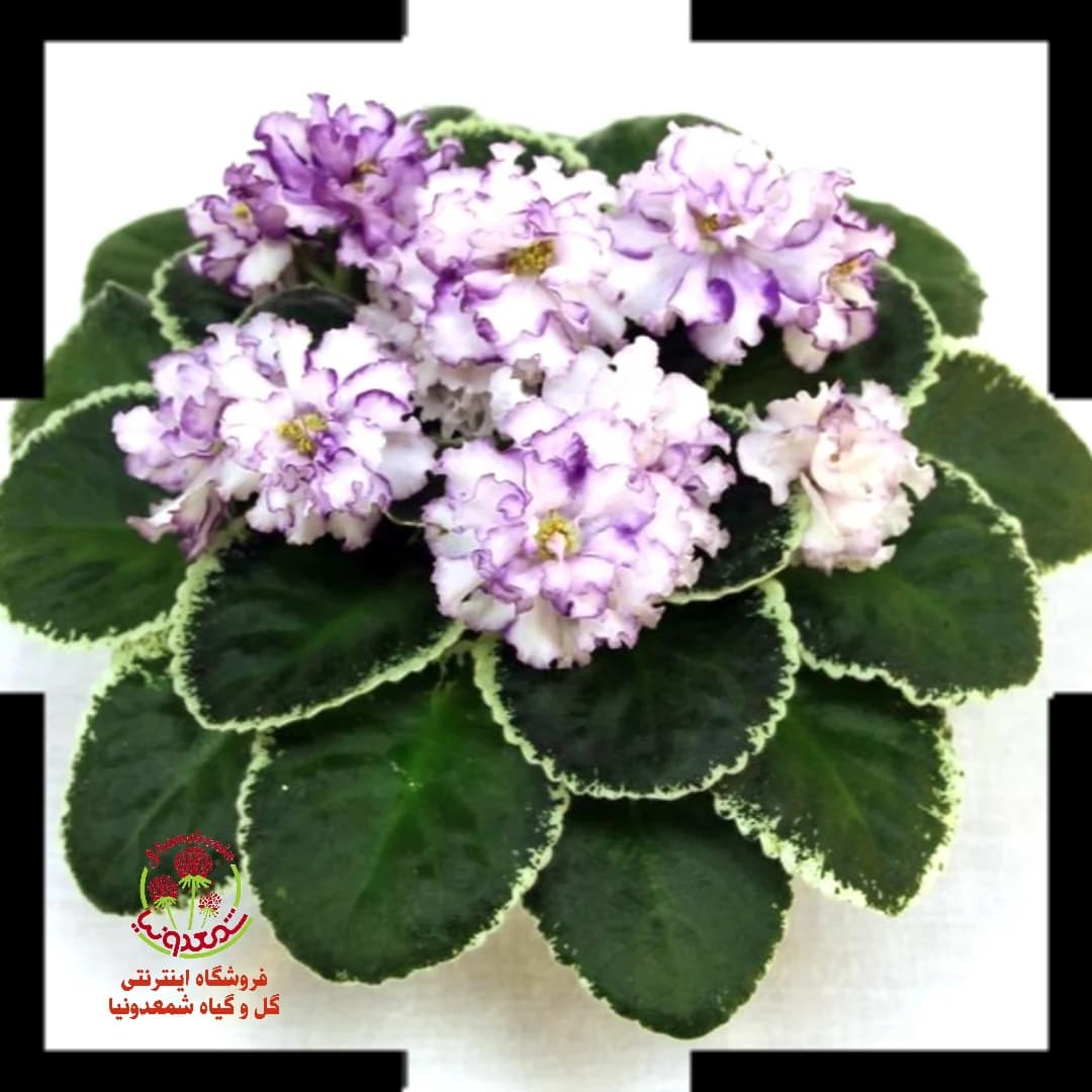 بنفشه آفریقایی روسی Suecity